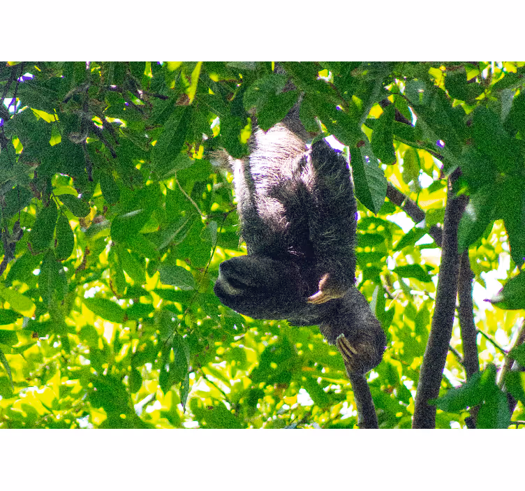 Animal wall mural sloth hanging in greenery - TenStickers