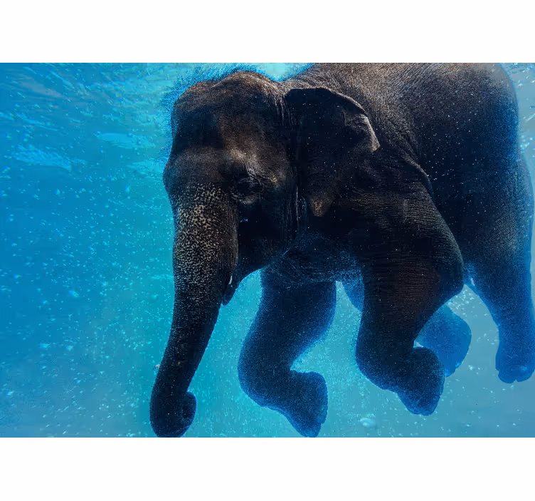 Sea mural underwater elephant - TenStickers