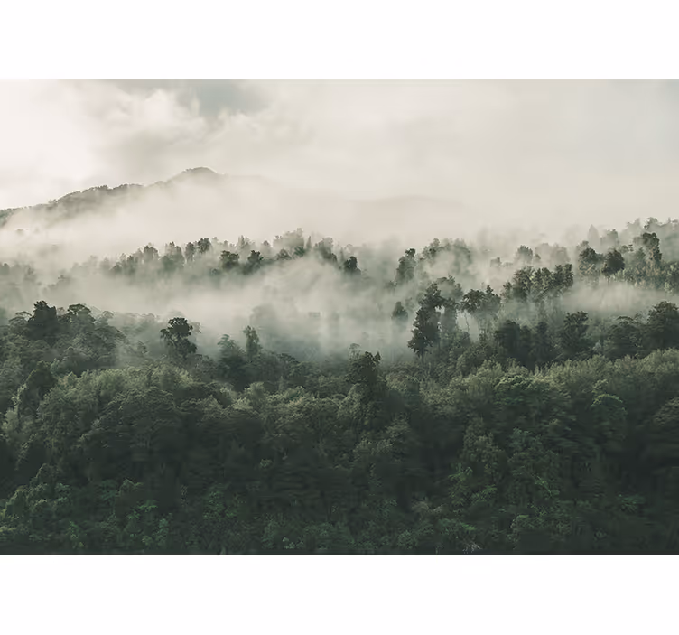 Green tropical jungle fog nature wall mural - TenStickers