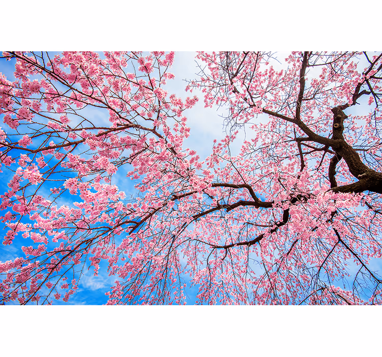 Flower mural blooming cherry blossoms - TenStickers
