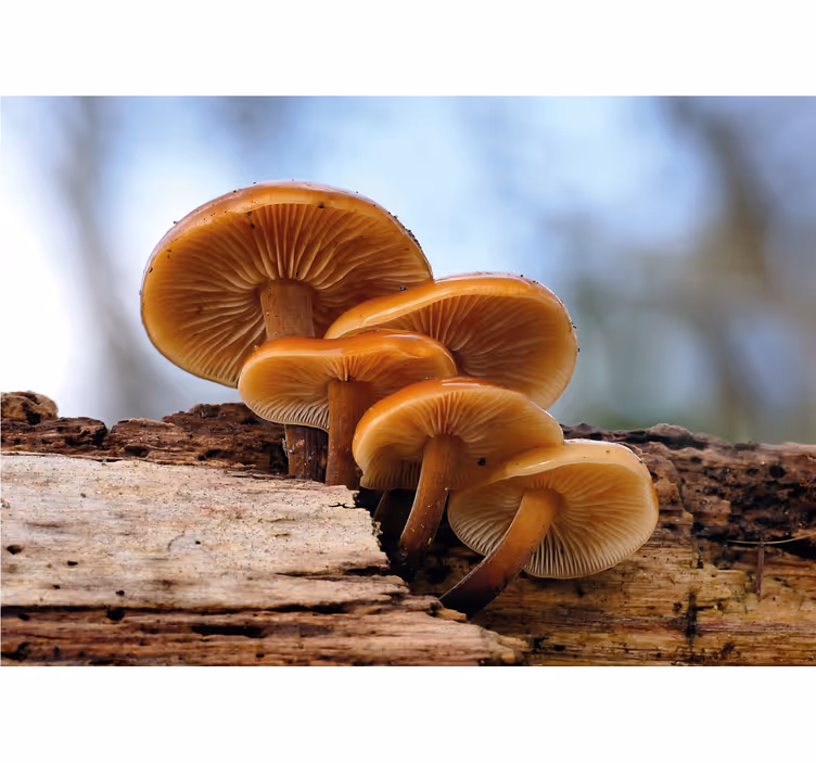 Flower mural mushroom cluster design - TenStickers