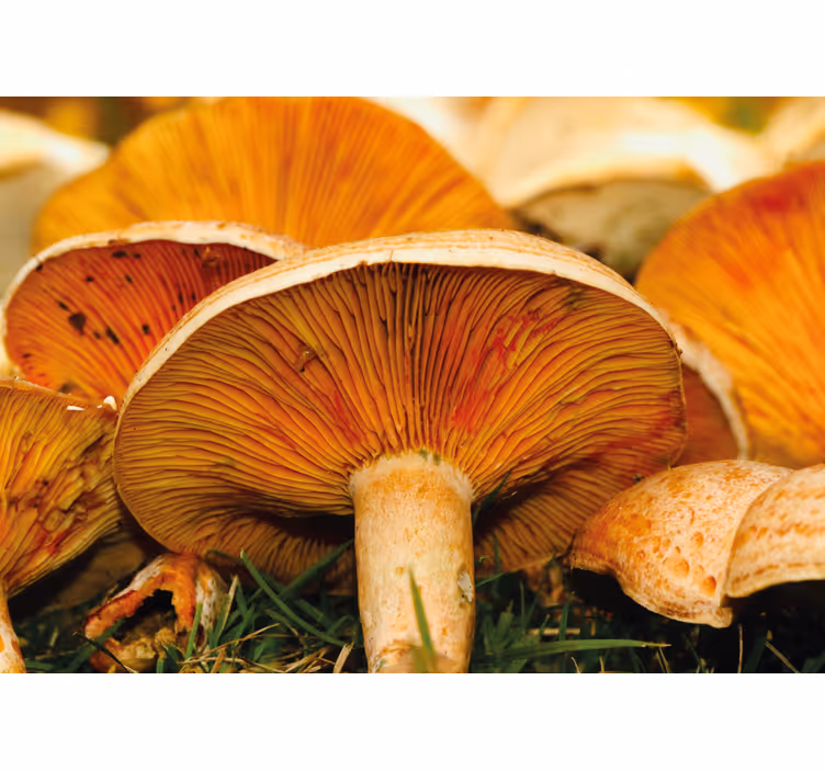 Flower mural mushroom forest landscape - TenStickers