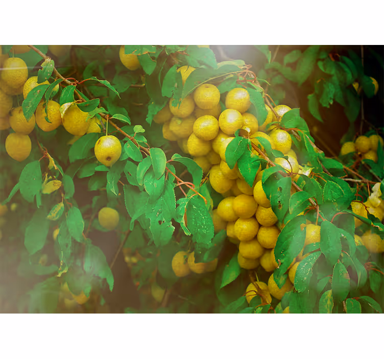 Flower mural of vibrant greenery and fruits - TenStickers