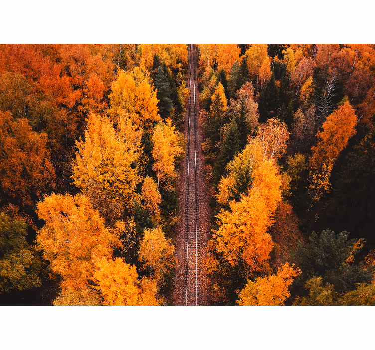 Landscape mural wallpaper autumn woodland path - TenStickers