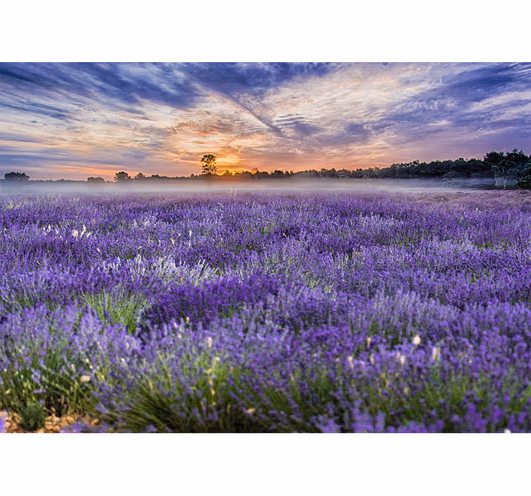 Flower mural lavender field at dusk - TenStickers