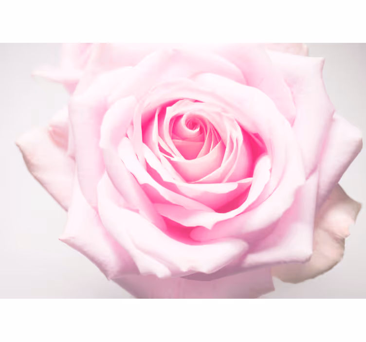 Poppy wall mural soft pink rose design - TenStickers
