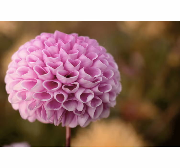 Flower mural pink floral sphere - TenStickers