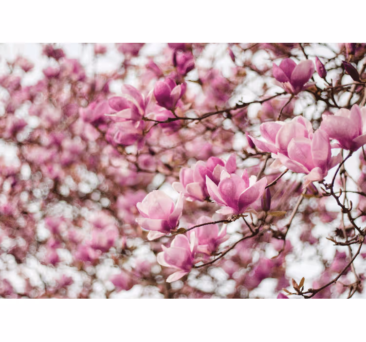 Magnolia wall mural magnolia blossom arrangement - TenStickers
