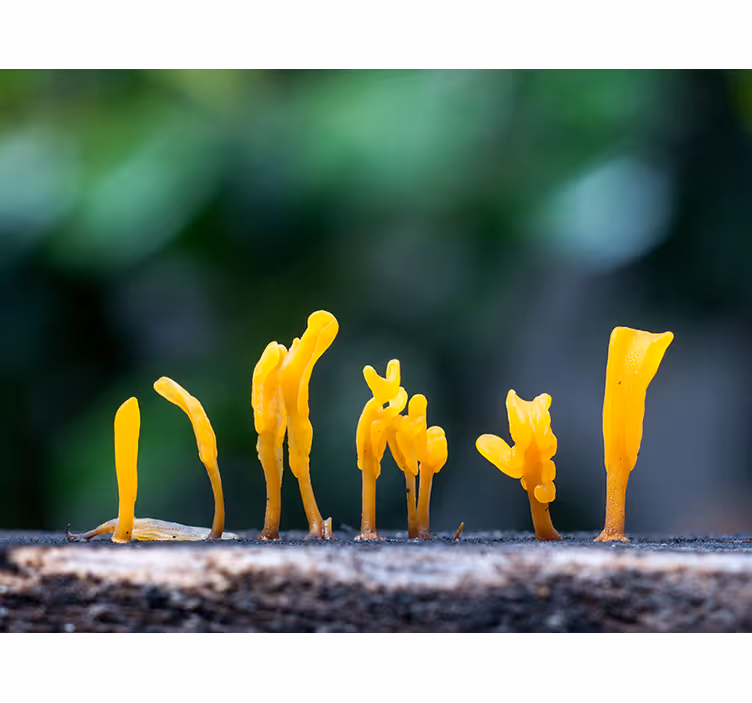 Yellow Fungus Growth nature wall mural - TenStickers
