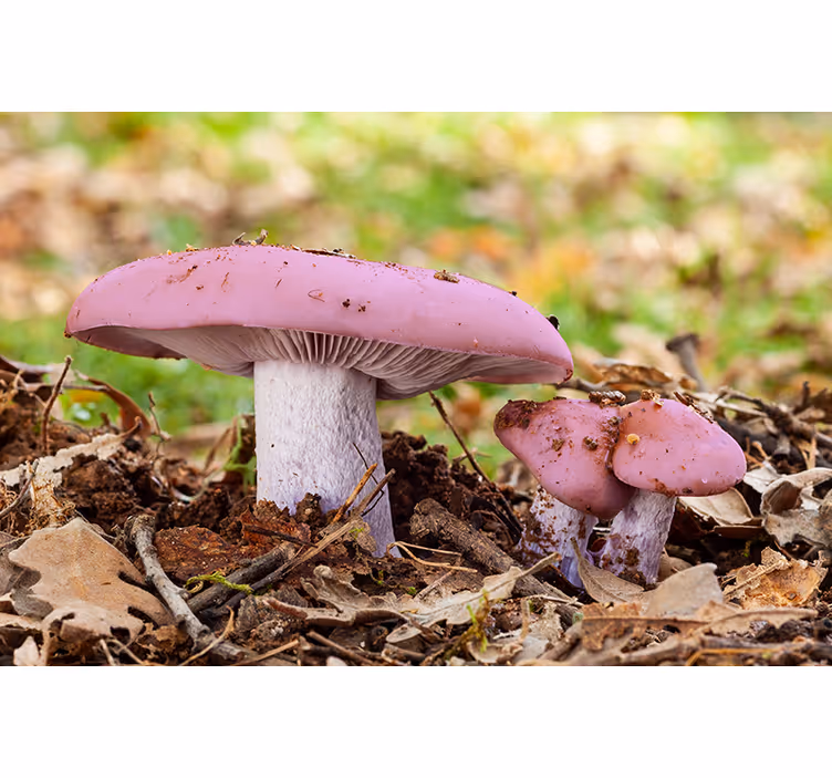 Wall mural pink mushroom cluster - TenStickers
