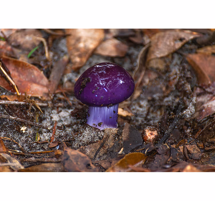 Wall mural purple mushroom sprout - TenStickers