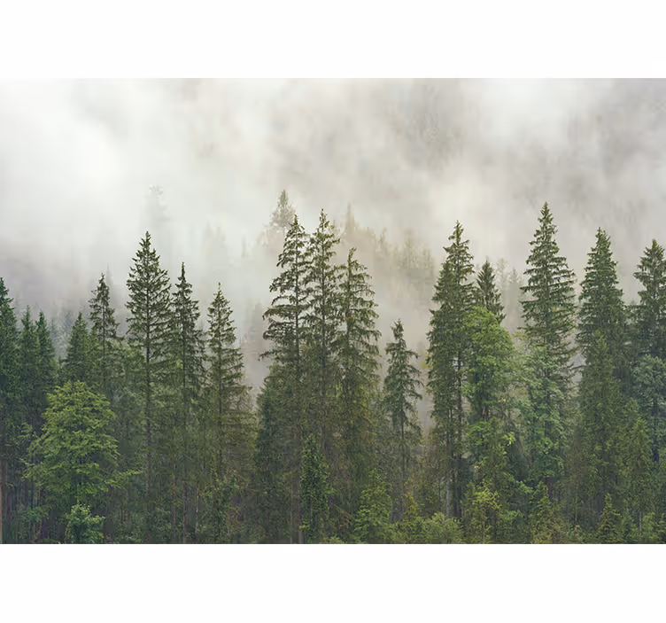 Mysterious Forest tree mural - TenStickers