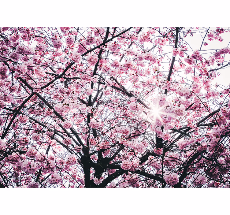Cherry Blossom Trees tree mural - TenStickers