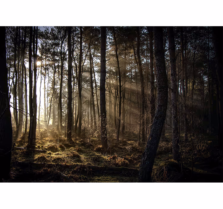 Sunrise in the Forest nature wall mural - TenStickers