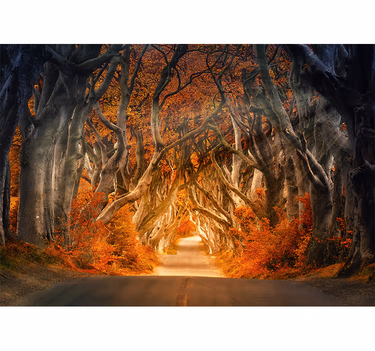Beautiful view from forest road Wall Mural - TenStickers