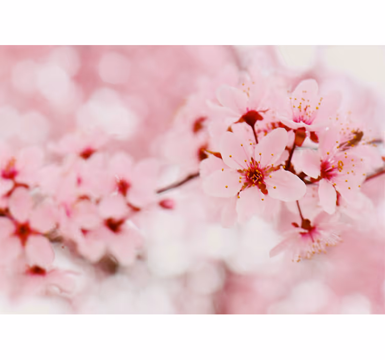 Flower mural cherry blossom blooms - TenStickers