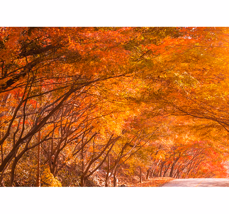 Tree orange autumn leaves nature wall mural - TenStickers