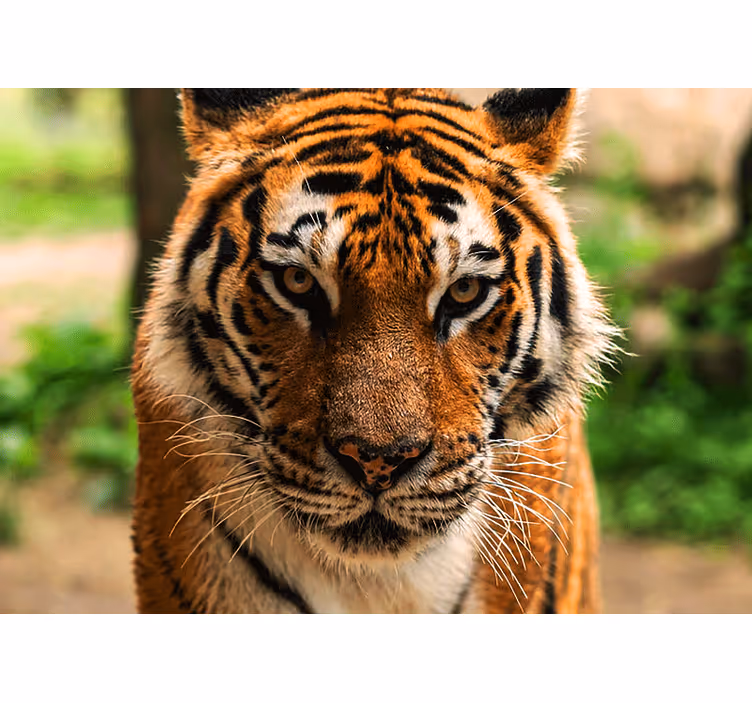 Animal wall mural regal tiger image - TenStickers