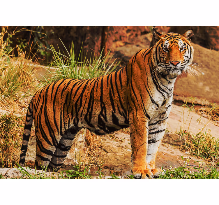 Tiger rising in the wild wall mural - TenStickers