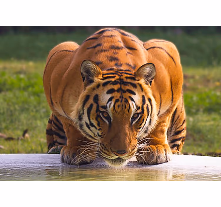 Animal wall mural regal tiger pose - TenStickers