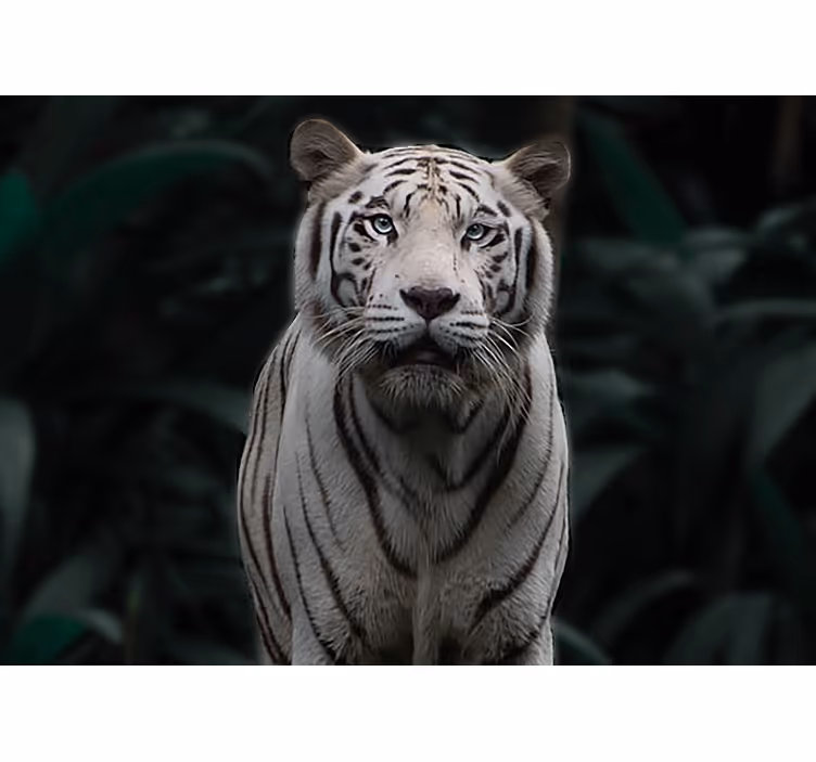 Menacing white tiger  wall mural - TenStickers