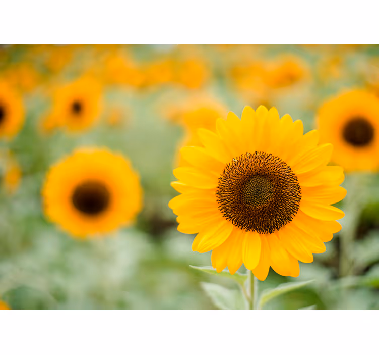 Sunflower Focal Point flower mural - TenStickers