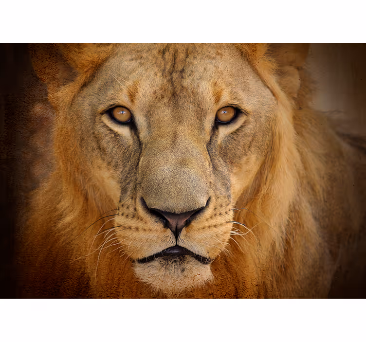 Intense Gaze lion mural - TenStickers