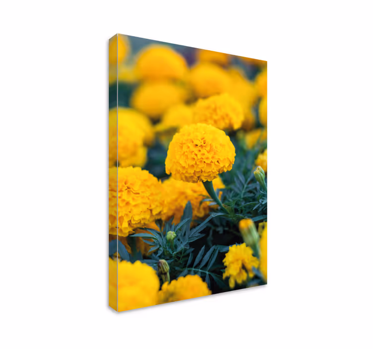 Flower canvas yellow marigold blossoms - TenStickers