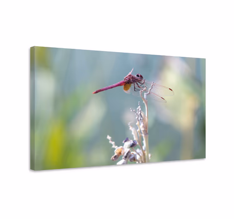 Delicate flower with dragonfly canvas - TenStickers