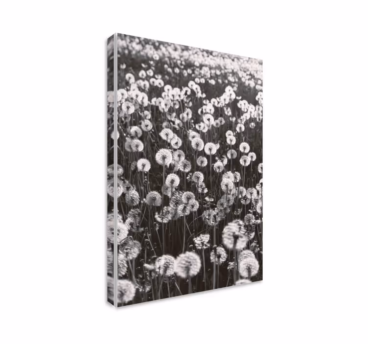 Dandelion big field flower canvas - TenStickers