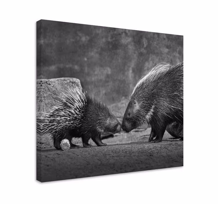 Animal canvas wall art porcupine interaction - TenStickers
