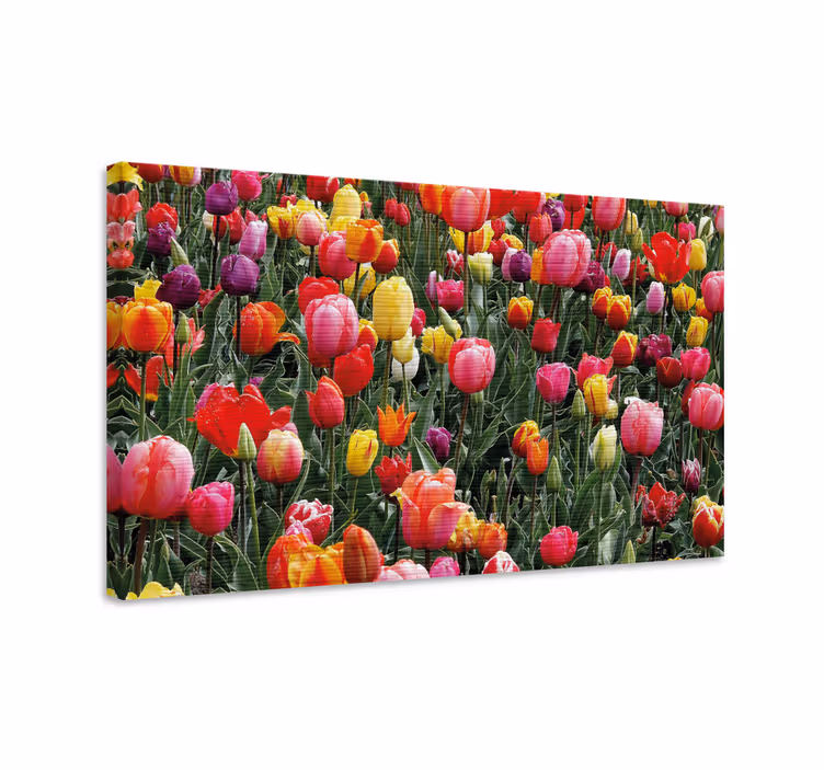 Flowers canvas colorful tulip blossoms - TenStickers
