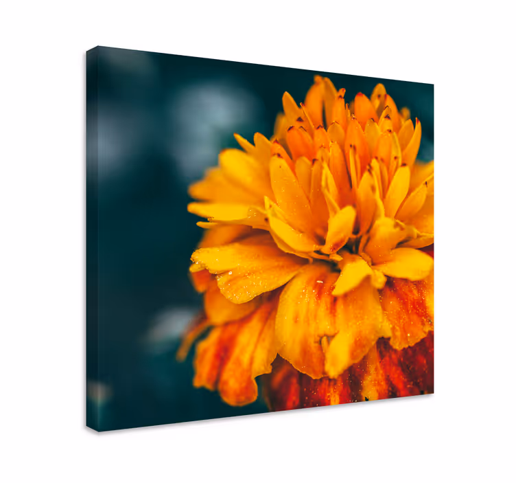 Flower canvas vibrant orange blossom artwork - TenStickers