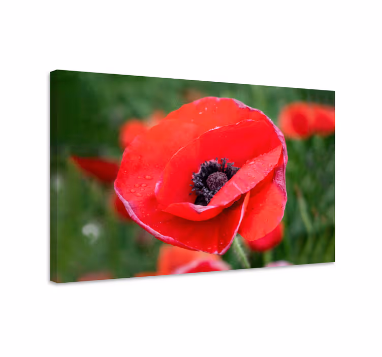 Flower canvas close-up poppy flower art - TenStickers