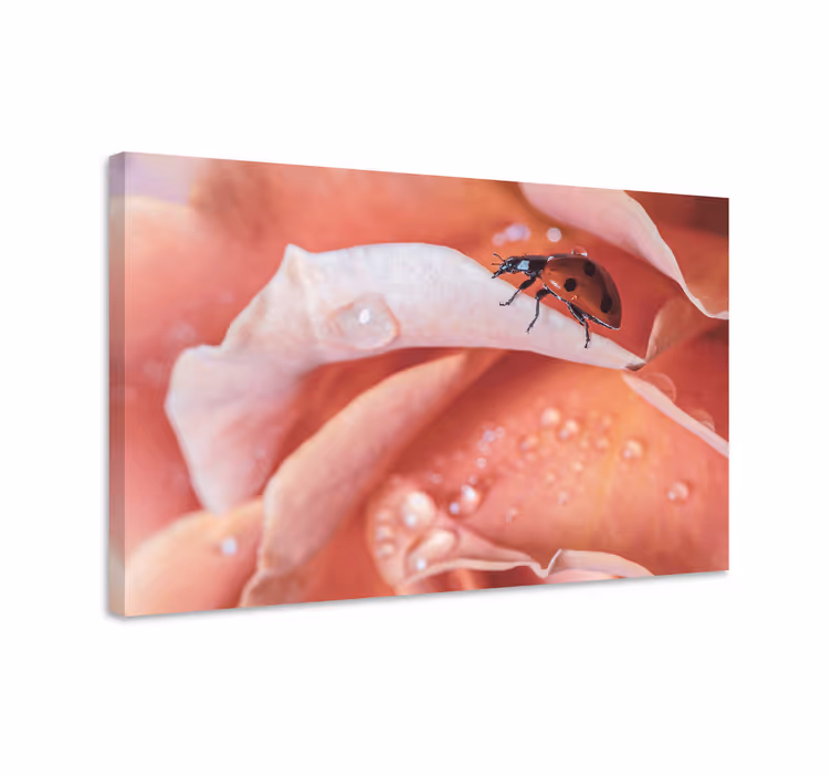 Flowers canvas ladybug on rose - TenStickers
