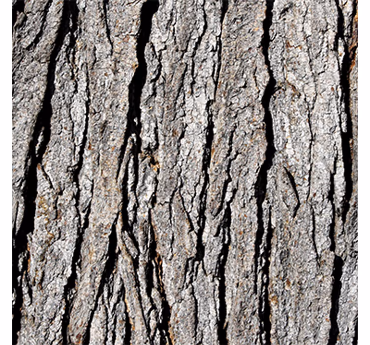 Wood wallpaper with realistic bark pattern - TenStickers