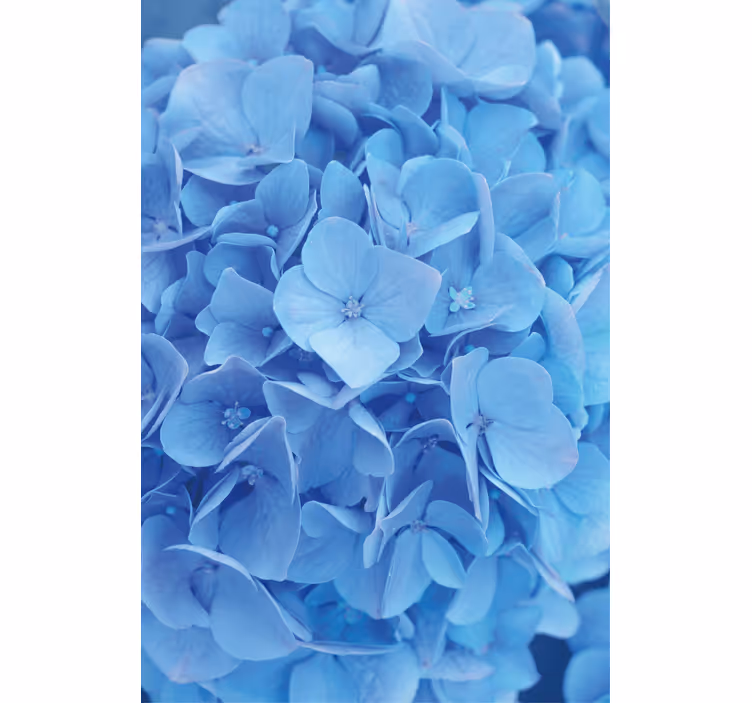 Flower wallpaper hydrangea flower design - TenStickers