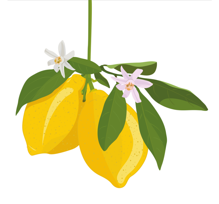 Kitchen roller blind lemon tree - TenStickers