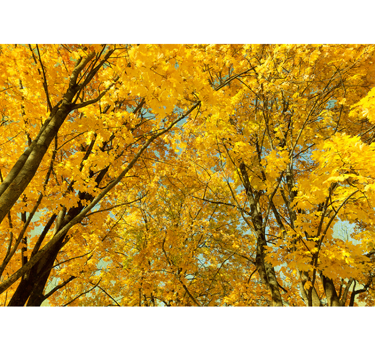 Yellow roller blind in yellow autumn leaves - TenStickers