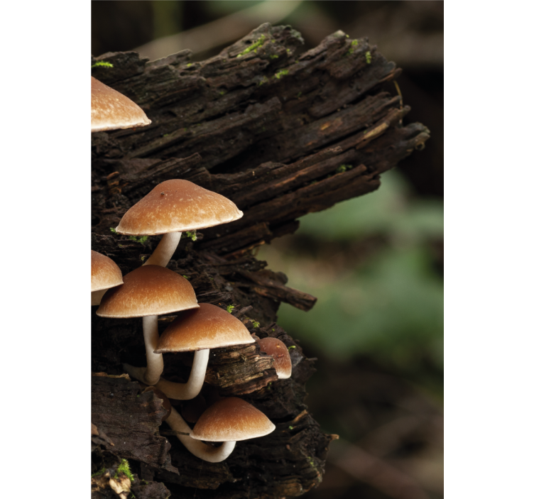 Mushrooms on Wood flowers and plants roller blind - TenStickers