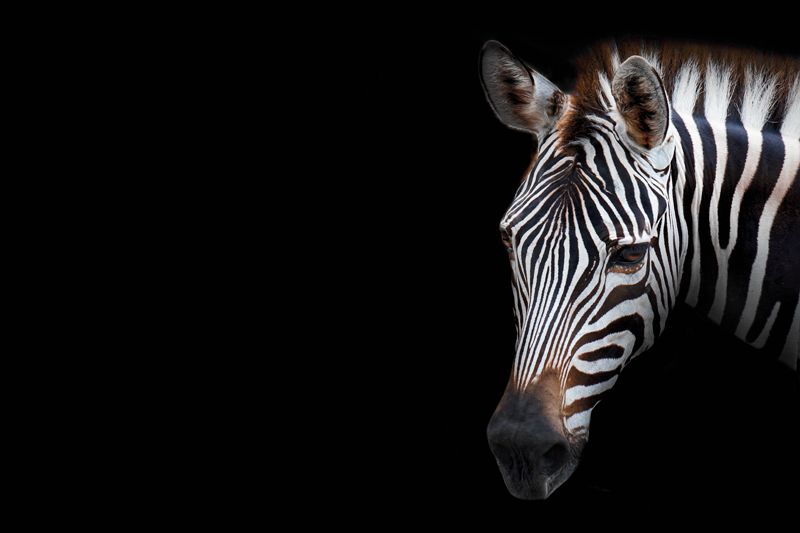 Realistic picture zebra placemats - TenStickers