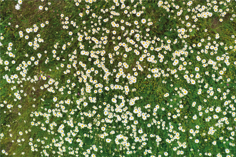 Textured placemats fresh flower design - TenStickers