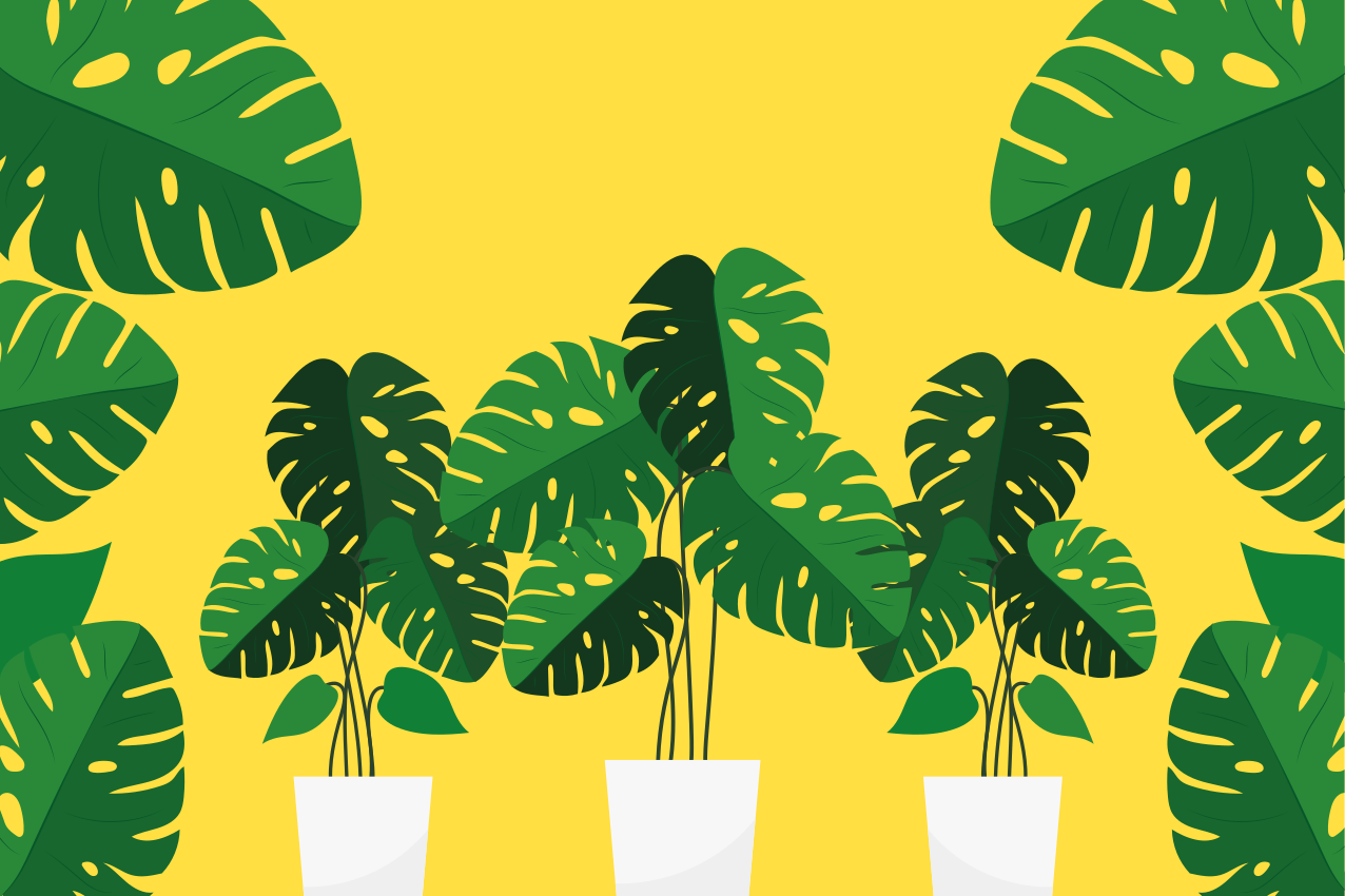 Monstera leaves in plant pots Vinyl placemats - TenStickers
