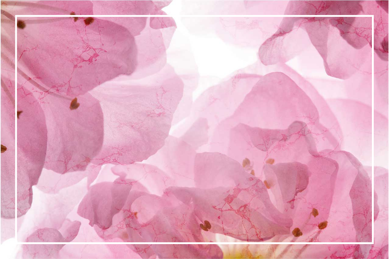 Elegant placemats with soft floral design - TenStickers