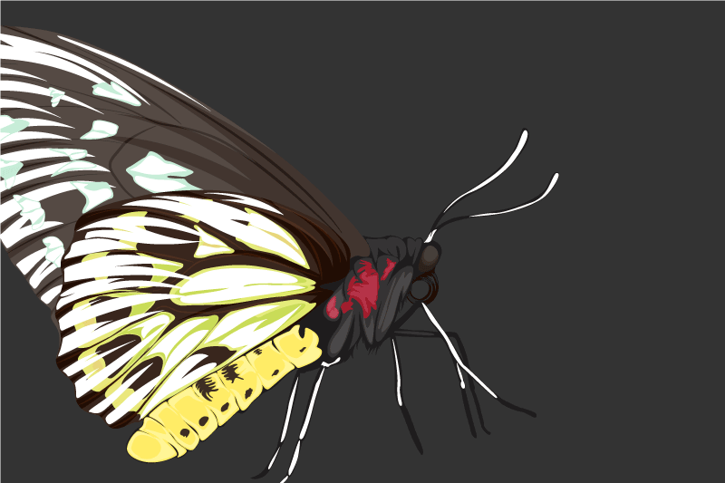 Original placemats colorful butterfly design - TenStickers