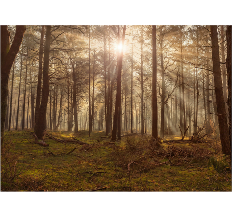 Forest wall mural golden wildlife retreat - TenStickers