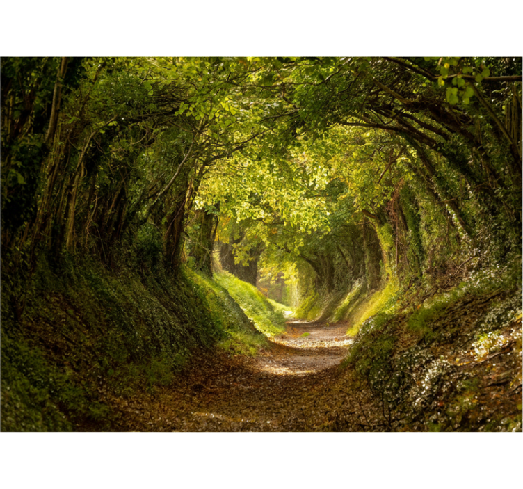 Forest wall mural immersive forest wall mural - TenStickers