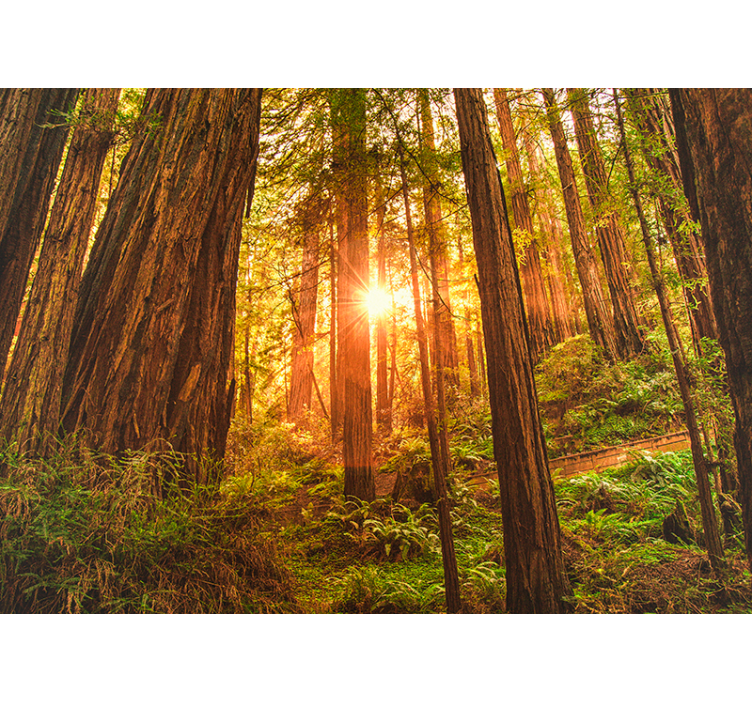 Mystical morning forest wall mural - TenStickers