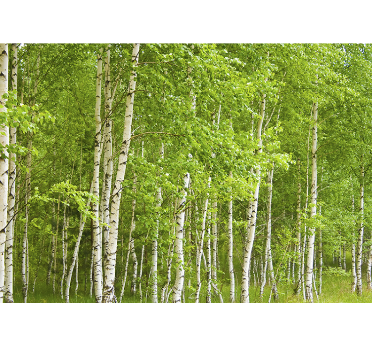 Tree wall mural birch forest - TenStickers