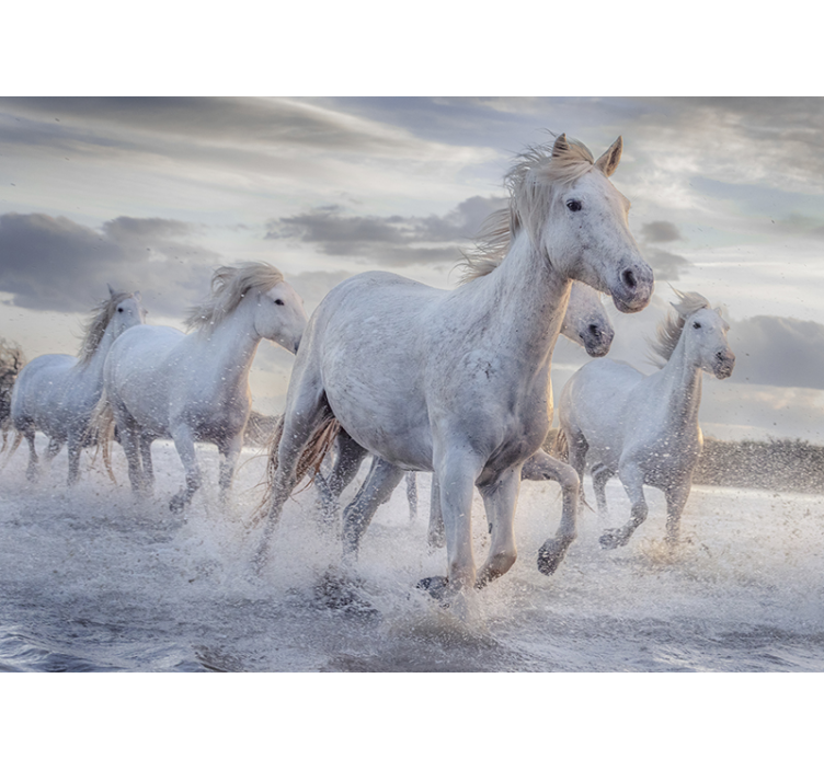 Racing white stallions animal wall mural - TenStickers